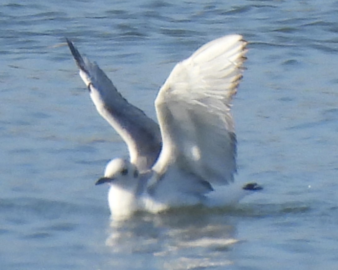 Mouette de Bonaparte - ML620042394