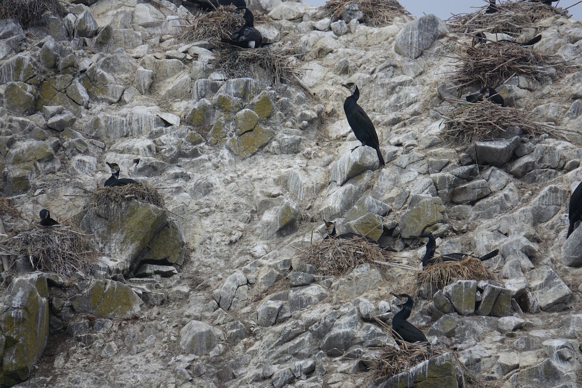 Japanese Cormorant - ML620042395