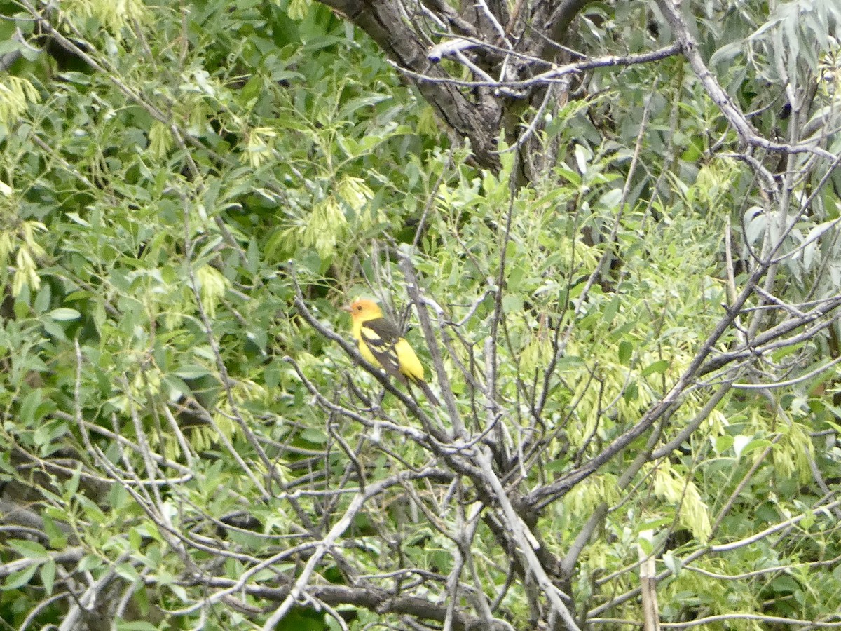 Western Tanager - ML620042398