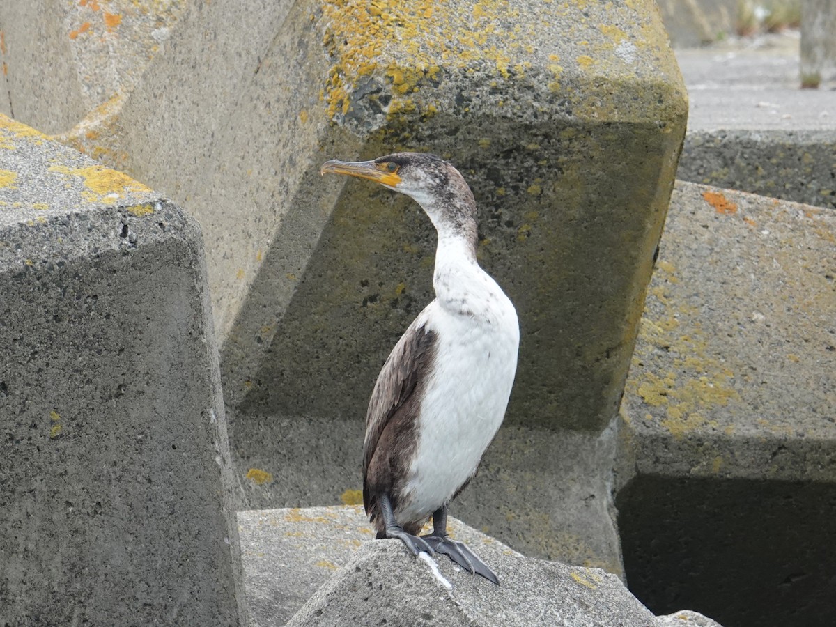 Cormoran de Temminck - ML620042402