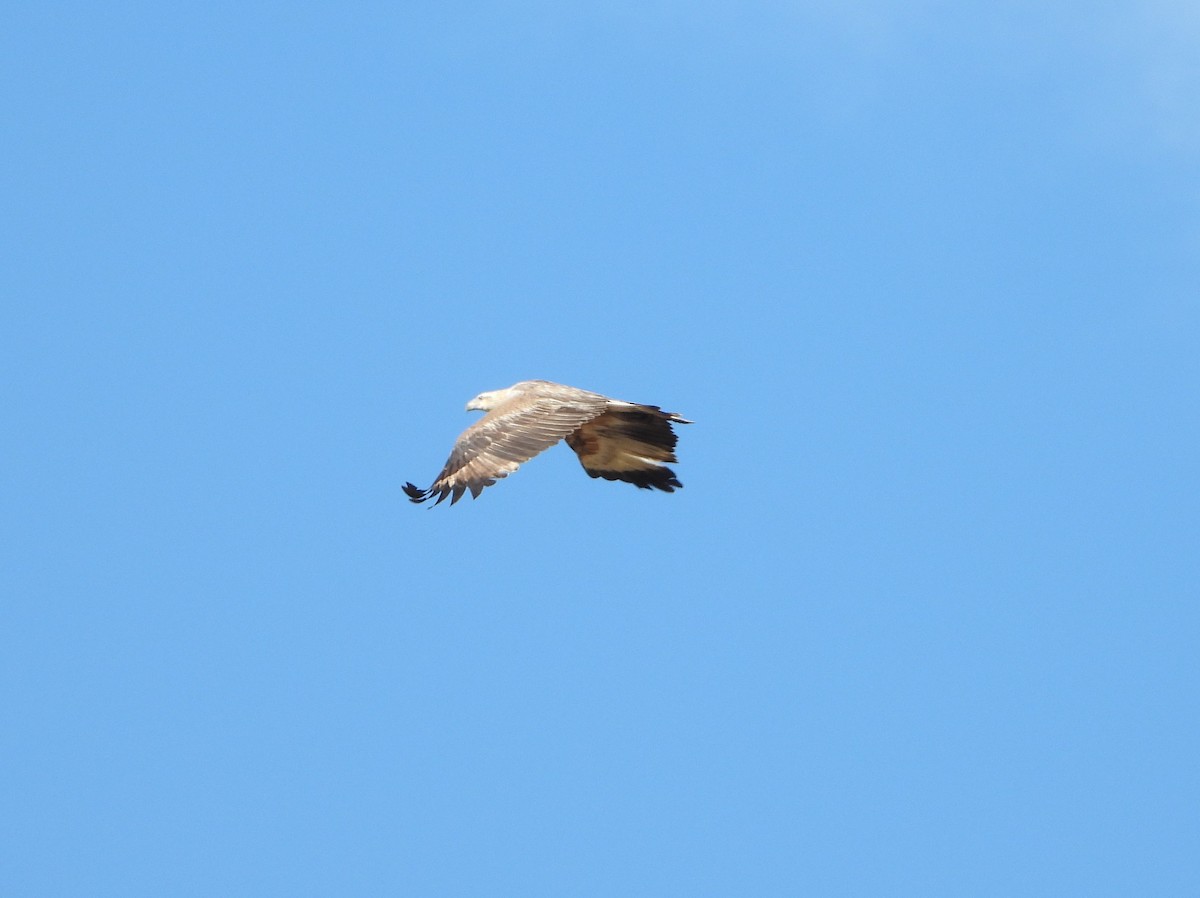 White-bellied Sea-Eagle - ML620042403