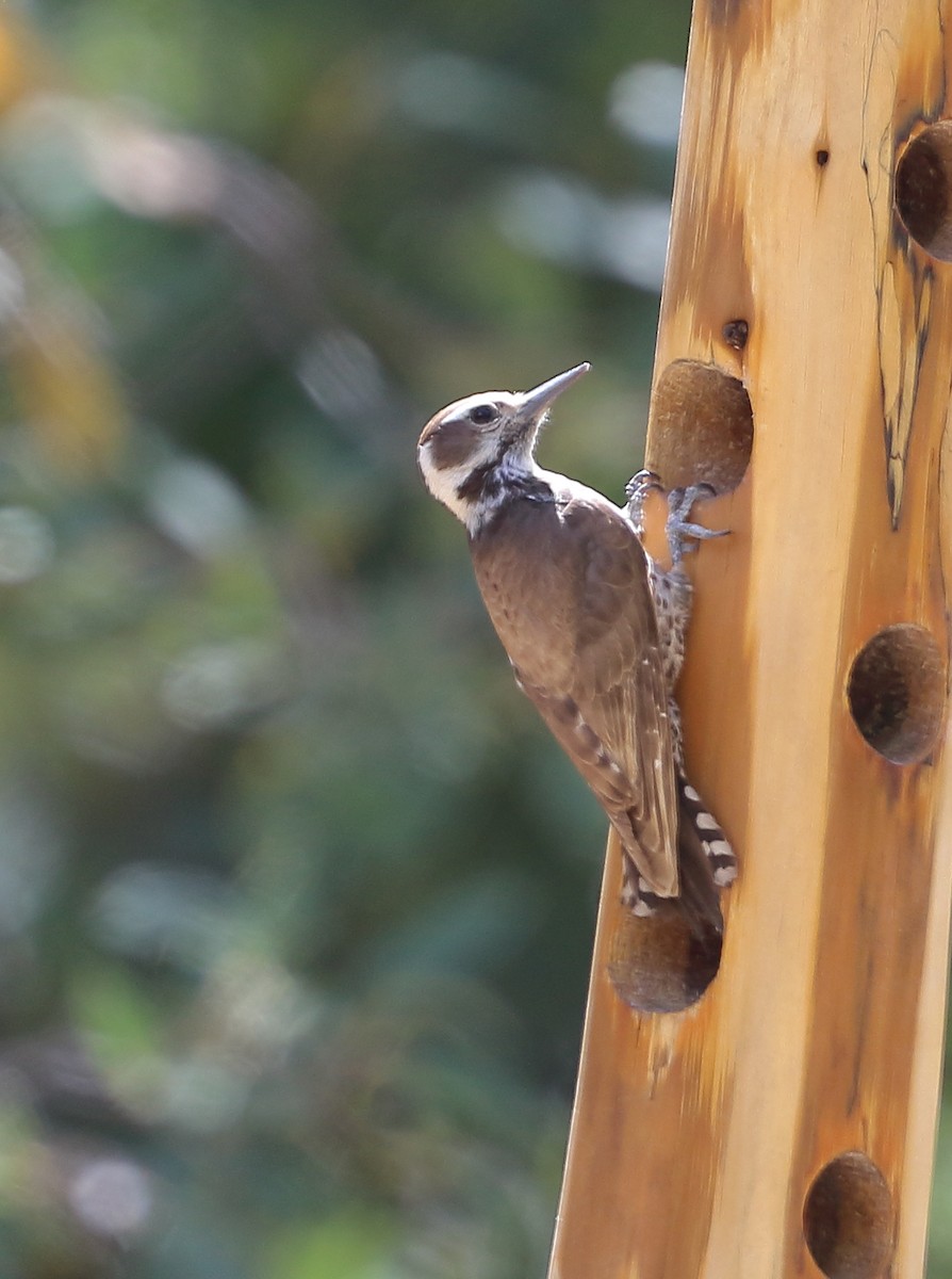 Arizona Woodpecker - ML620042409