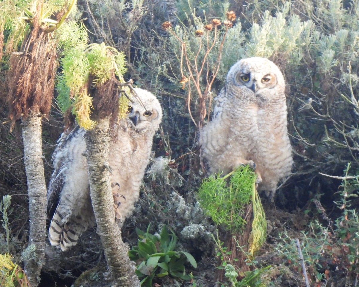 Great Horned Owl - ML620042436