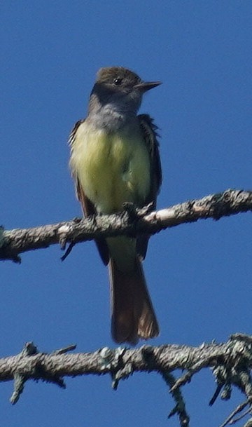 Great Crested Flycatcher - ML620042448