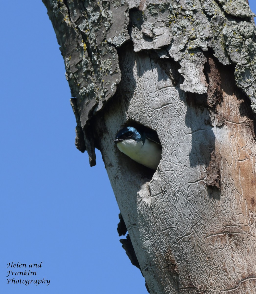 Tree Swallow - ML620042466