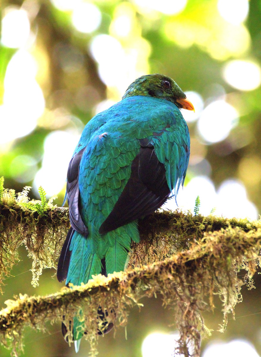 Quetzal Cabecidorado - ML620042481