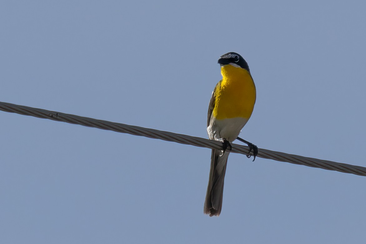 Yellow-breasted Chat - ML620042490