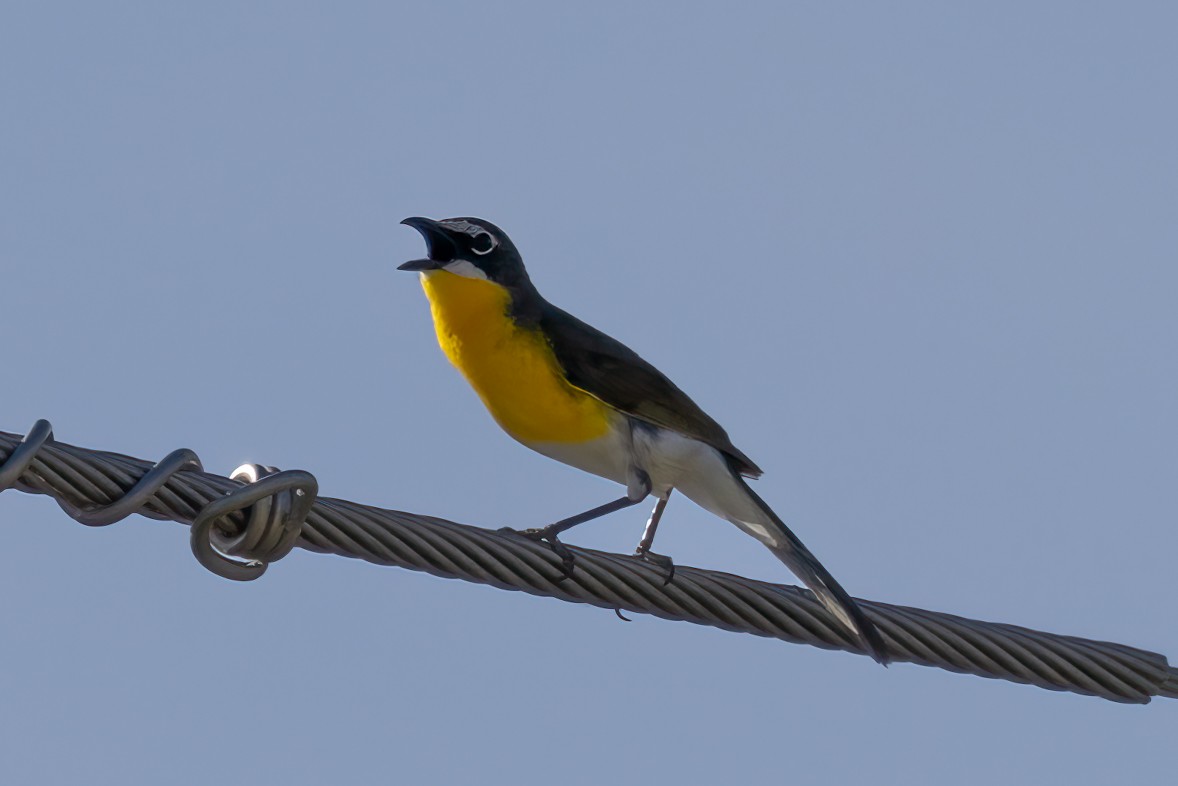Yellow-breasted Chat - ML620042491