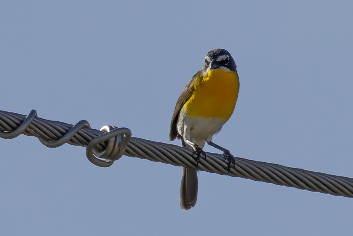 Yellow-breasted Chat - ML620042492