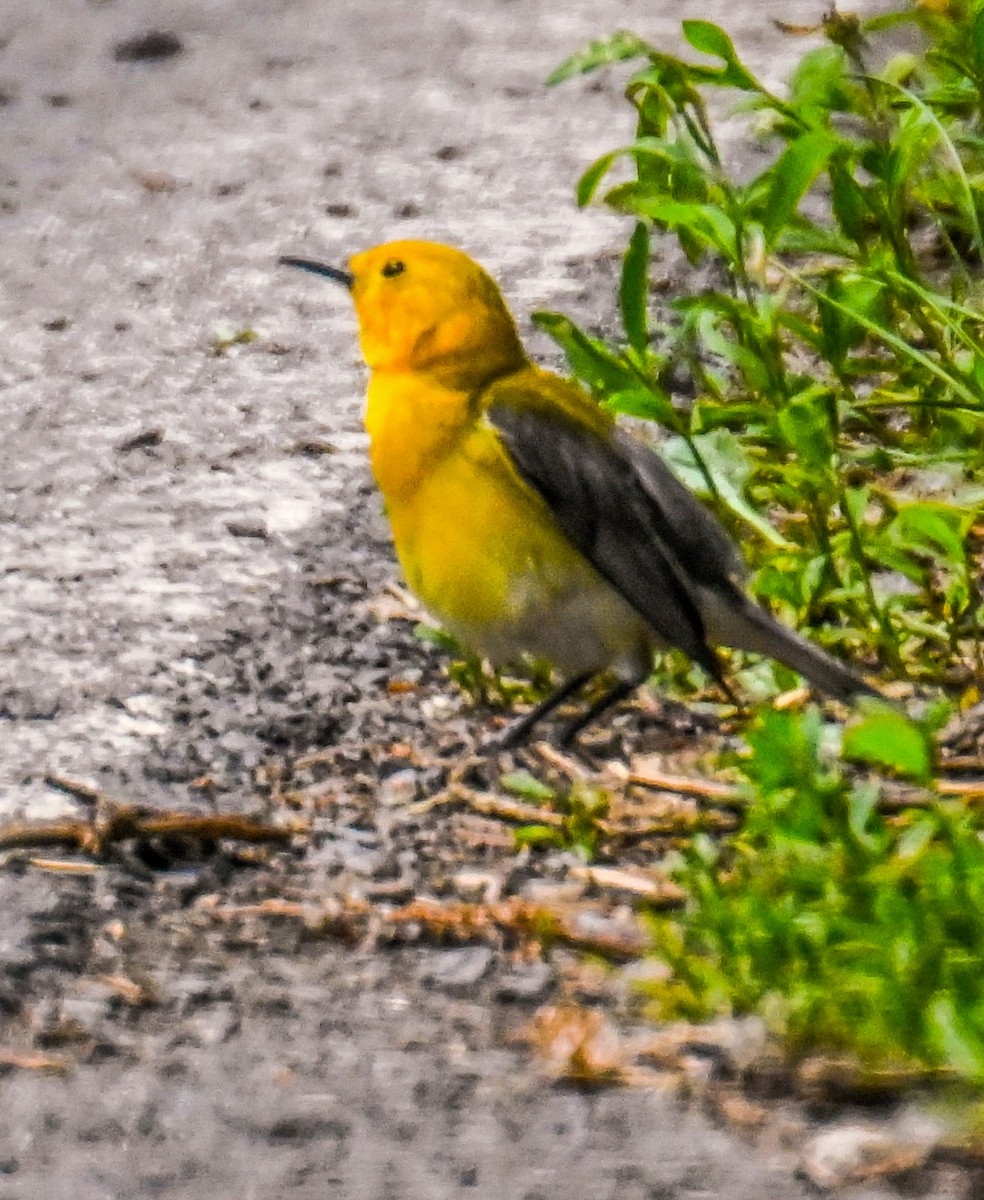 Prothonotary Warbler - ML620042493