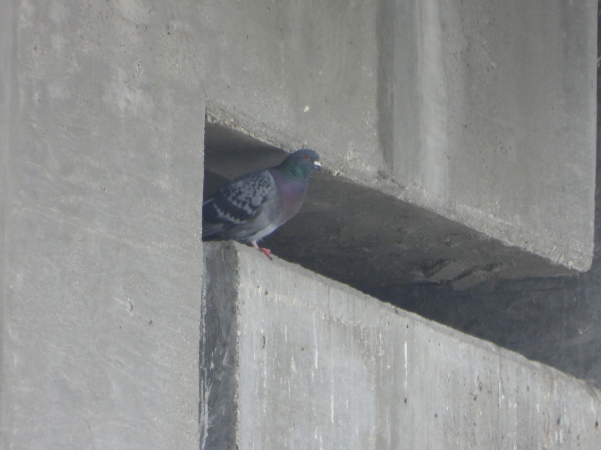 Rock Pigeon (Feral Pigeon) - ML620042504