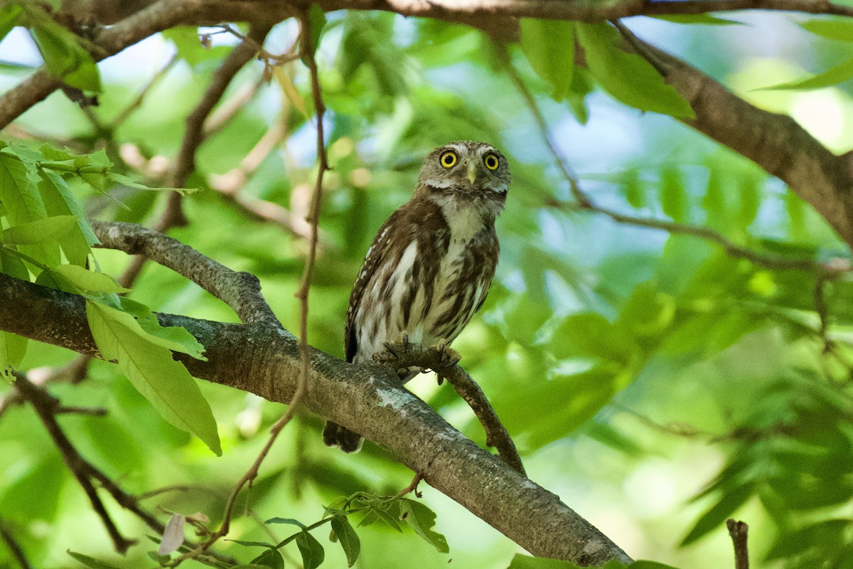 Ferruginous Pygmy-Owl - ML620042507