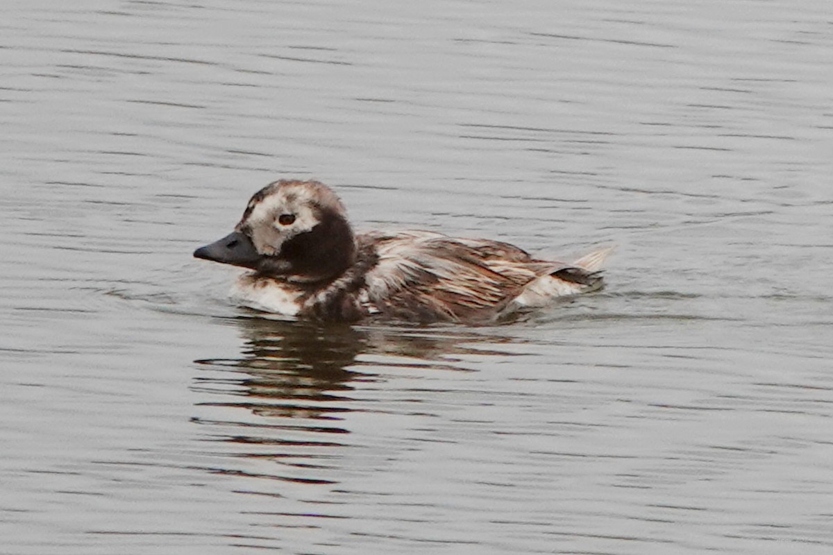 Long-tailed Duck - ML620042522