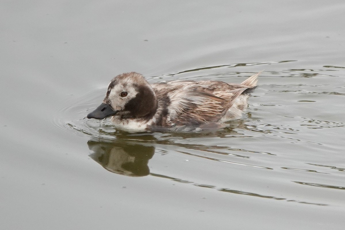 Long-tailed Duck - ML620042528