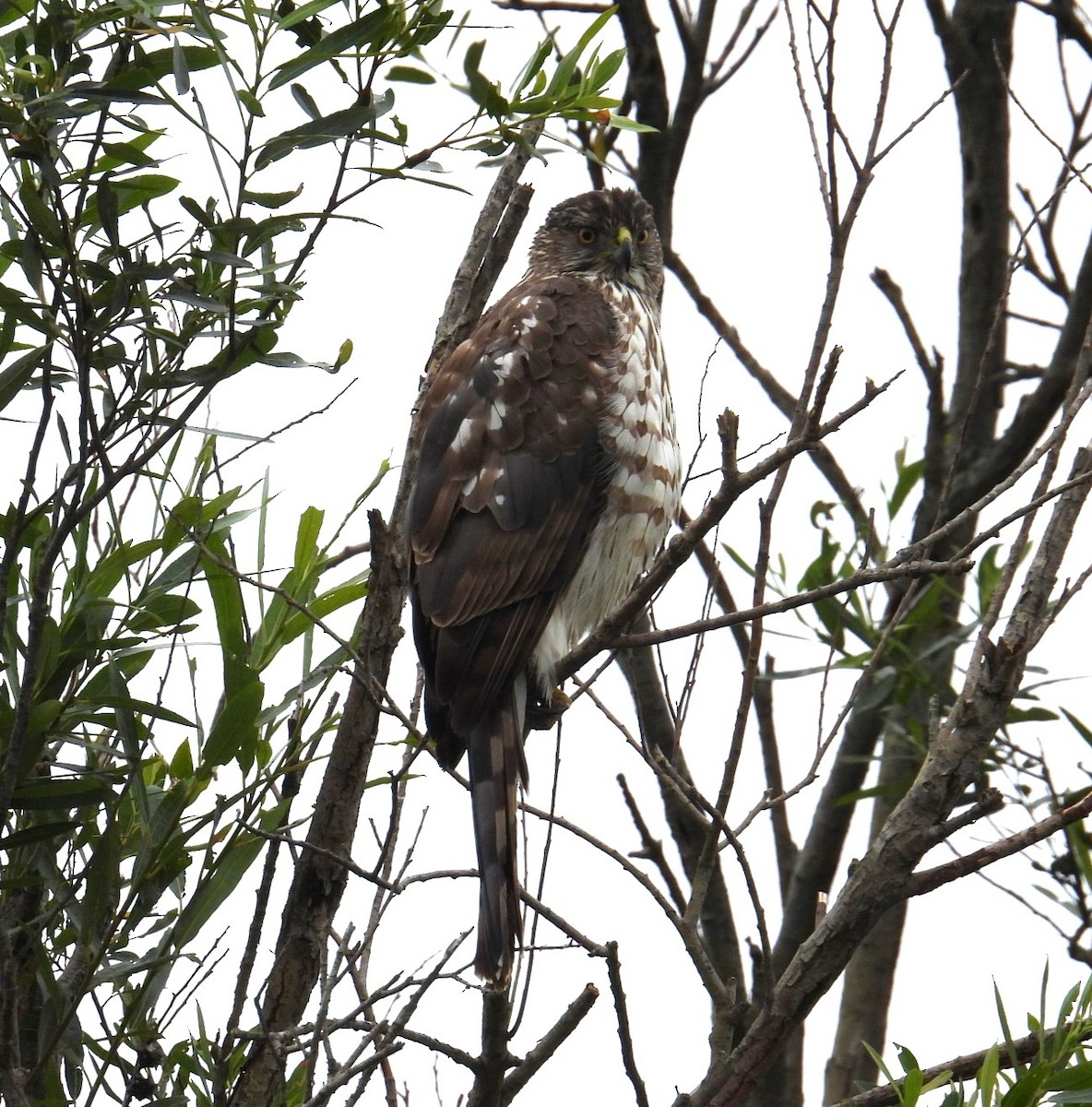 Red-shouldered Hawk - ML620042530