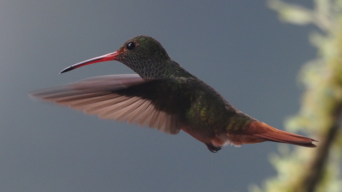 Rufous-tailed Hummingbird - ML620042545