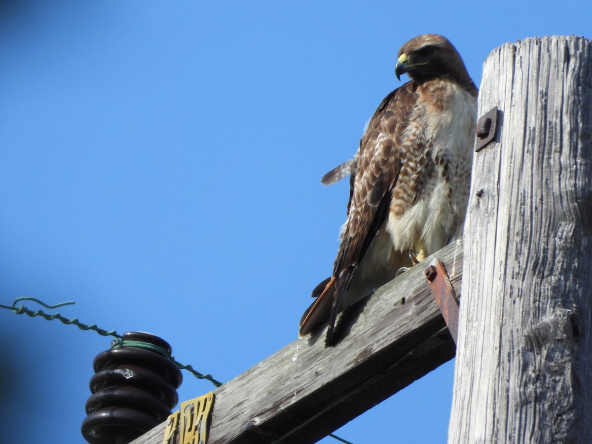 Red-tailed Hawk - ML620042546