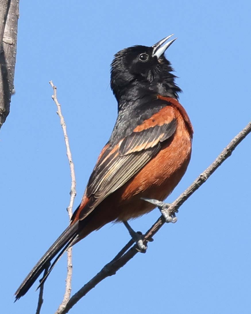 Orchard Oriole - ML620042559