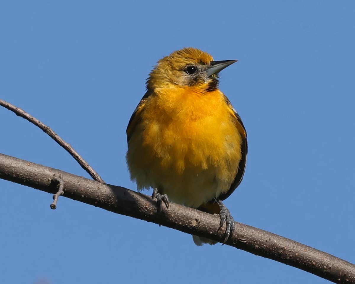 Oriole de Baltimore - ML620042564