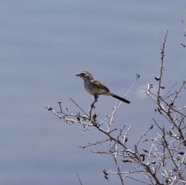 Black-throated Sparrow - ML620042581