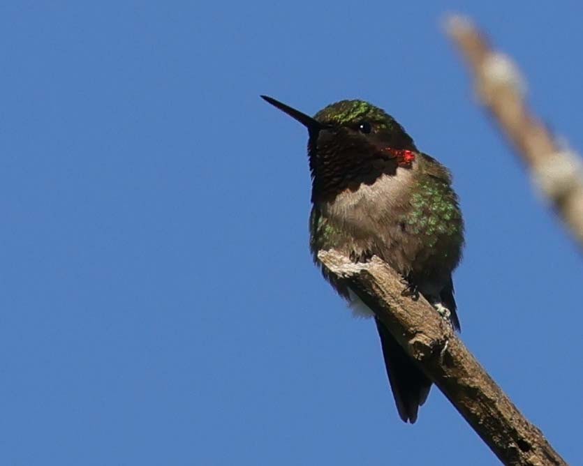 Ruby-throated Hummingbird - ML620042584