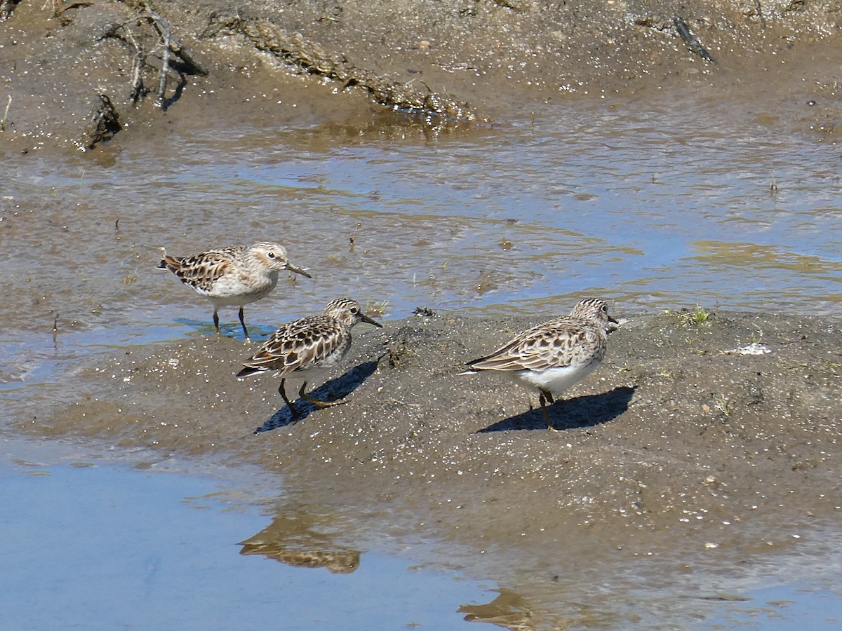 Least Sandpiper - ML620042594