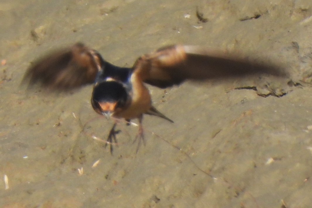 Barn Swallow - ML620042596