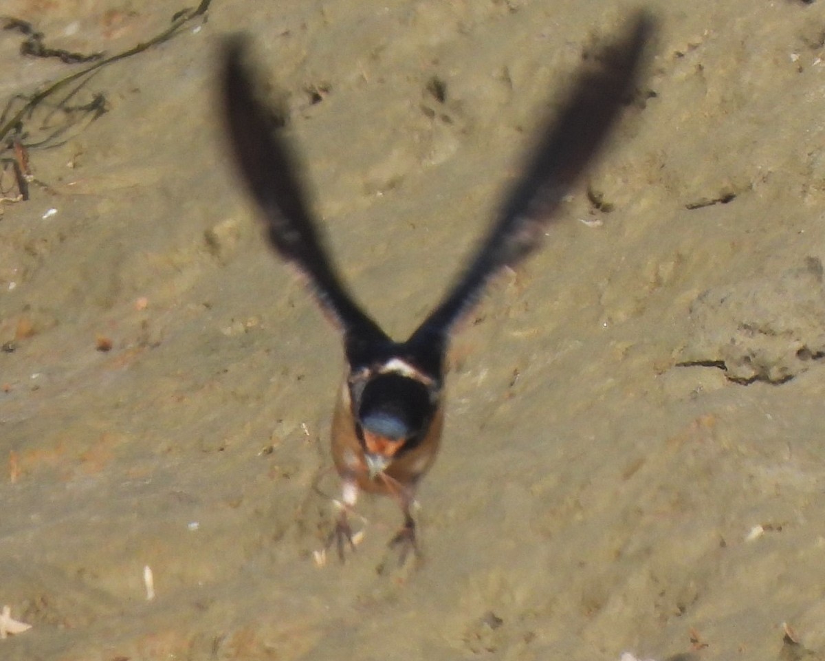 Barn Swallow - ML620042597