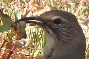 California Thrasher - ML620042603