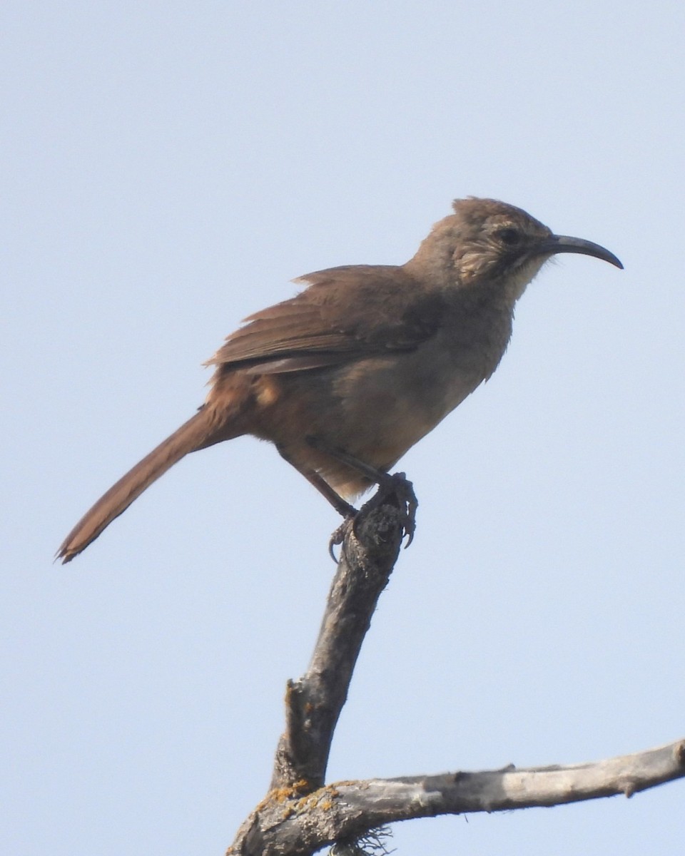 California Thrasher - ML620042605