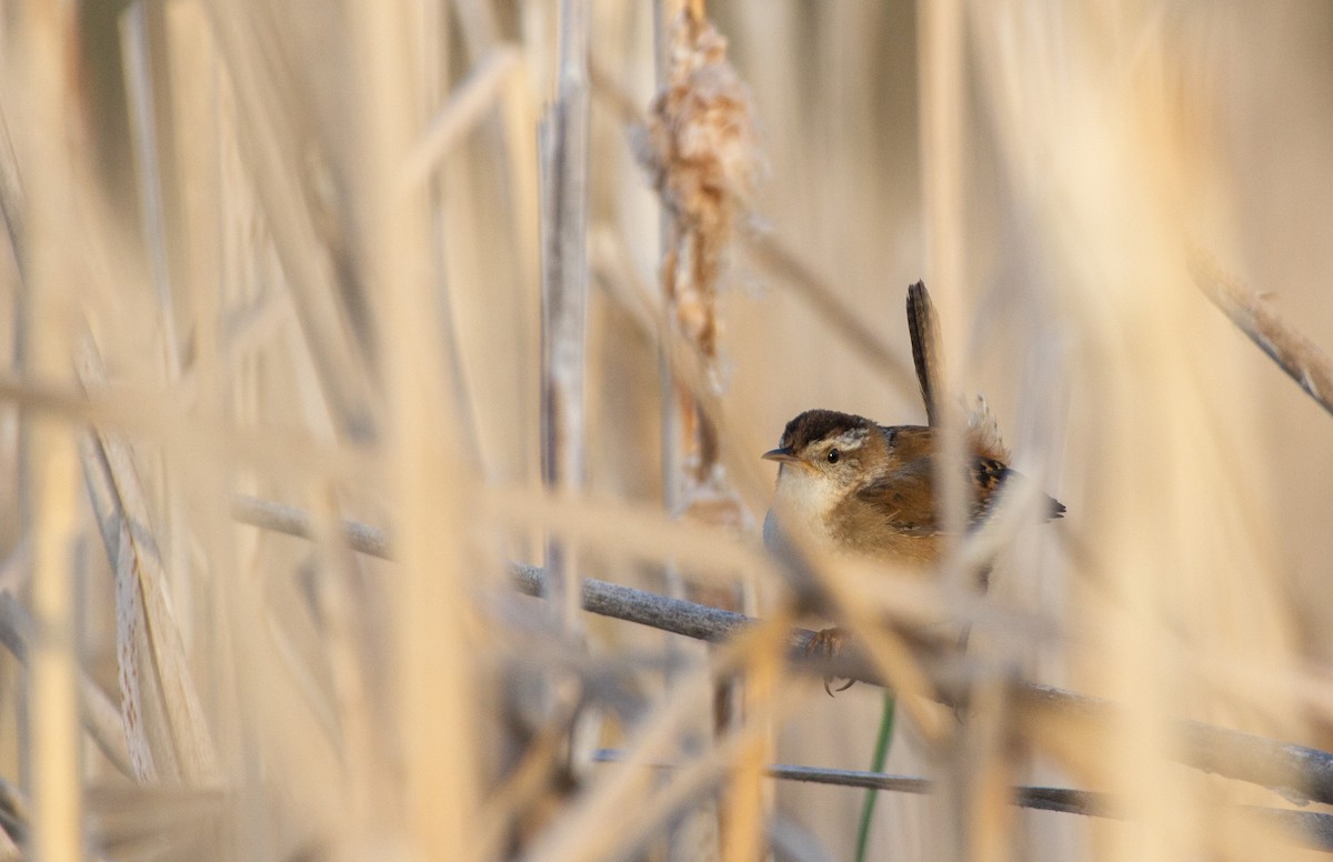 Marsh Wren - ML620042612