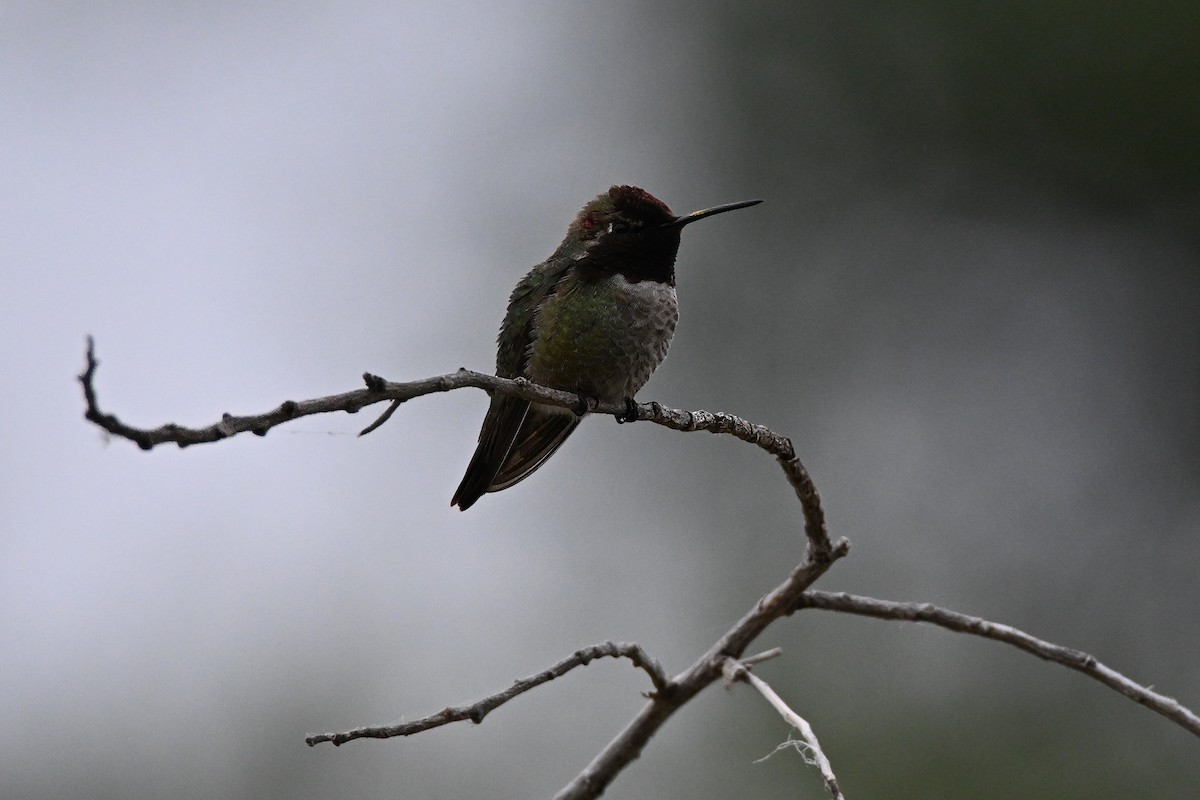 Anna's Hummingbird - ML620042613