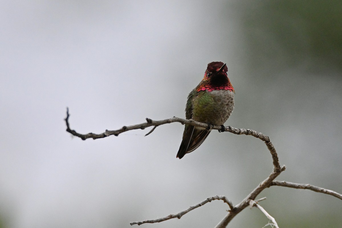 Anna's Hummingbird - ML620042614