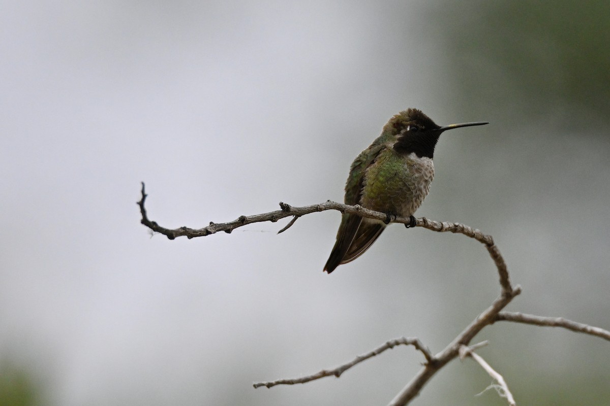 Anna's Hummingbird - ML620042615