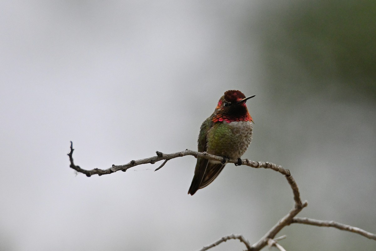 Anna's Hummingbird - ML620042616