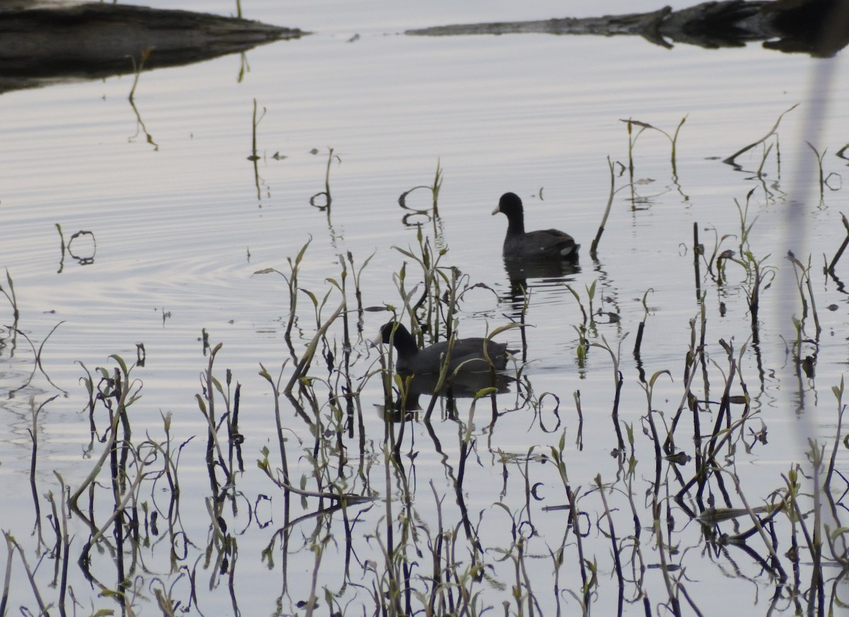 American Coot (Red-shielded) - ML620042622