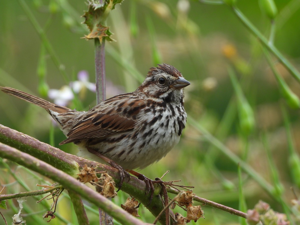 Song Sparrow - ML620042628