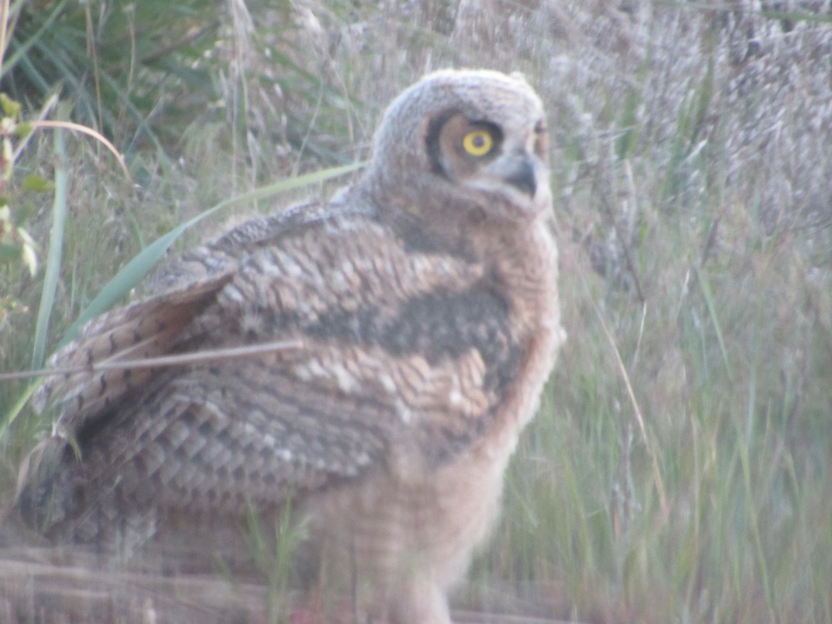 Great Horned Owl - ML620042629