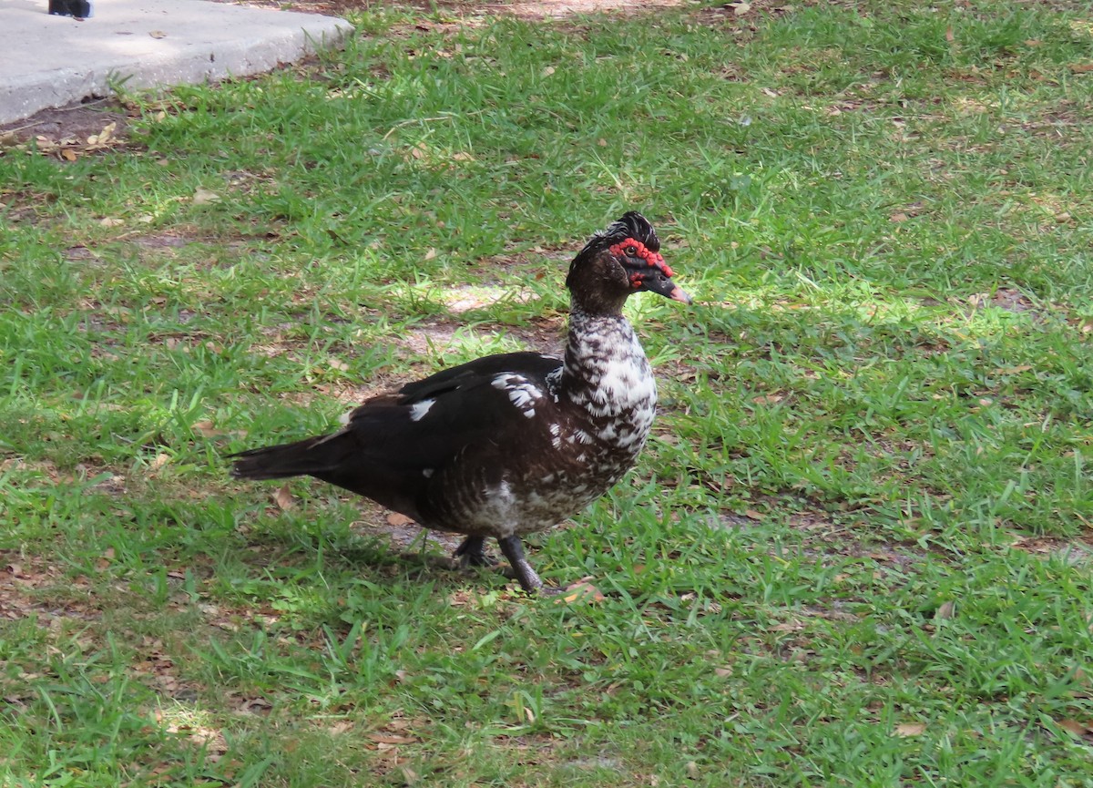 Muscovy Duck (Domestic type) - ML620042638