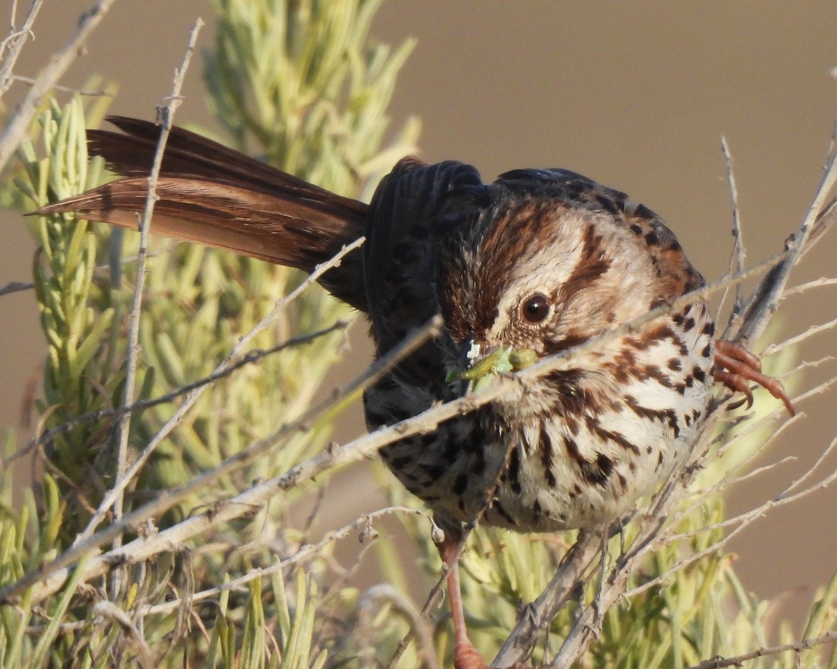 Song Sparrow - ML620042644