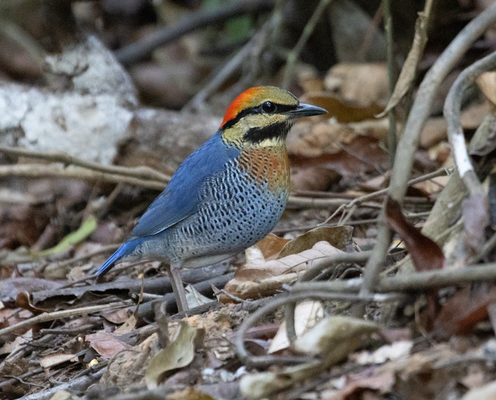 blåpitta - ML620042680