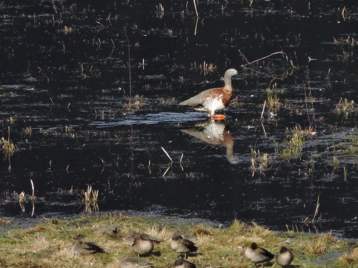 Cauquén Cabecigrís - ML620042681