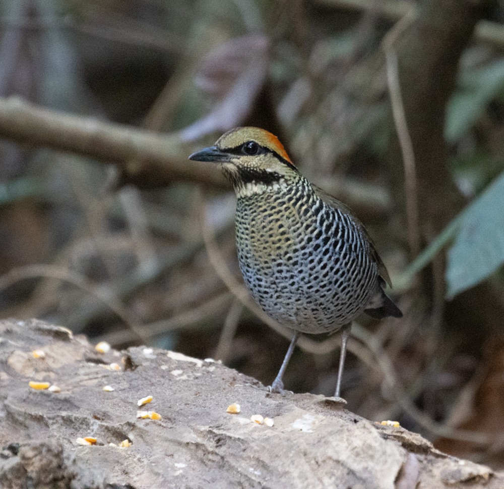 Blue Pitta - Lindy Fung