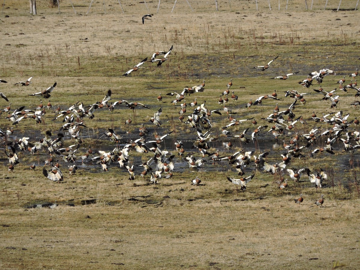 Ashy-headed Goose - ML620042687