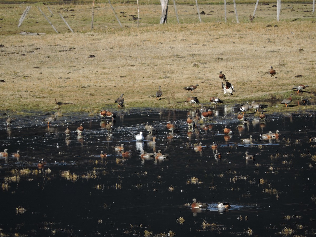 Ashy-headed Goose - ML620042688