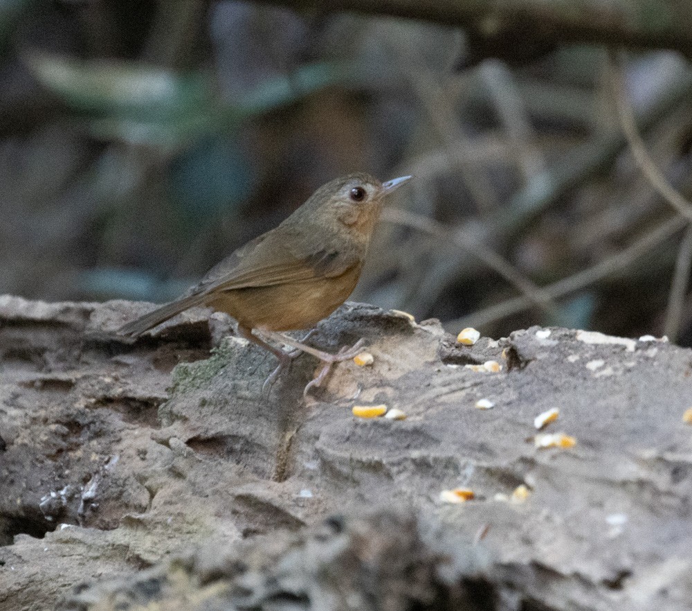 Buff-breasted Babbler - Lindy Fung