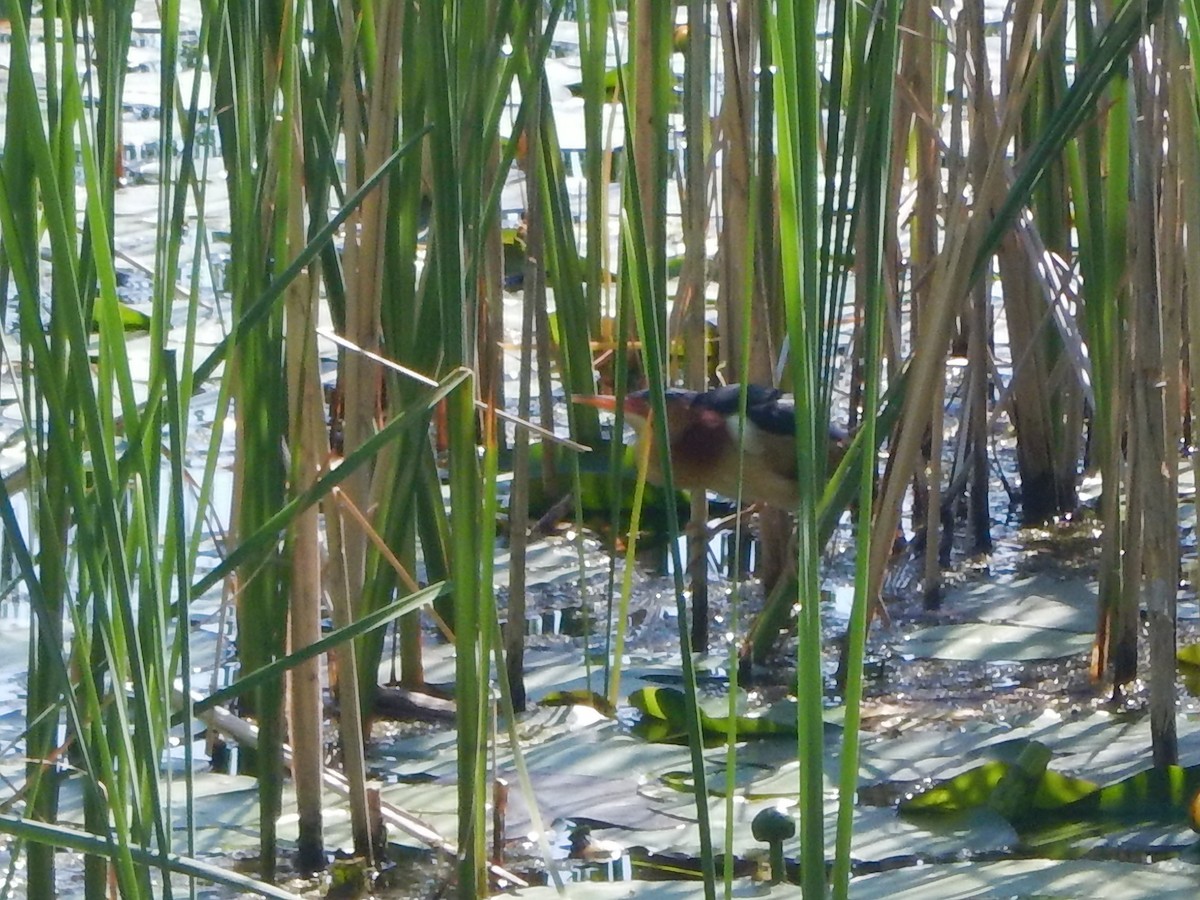 Least Bittern - ML620042721