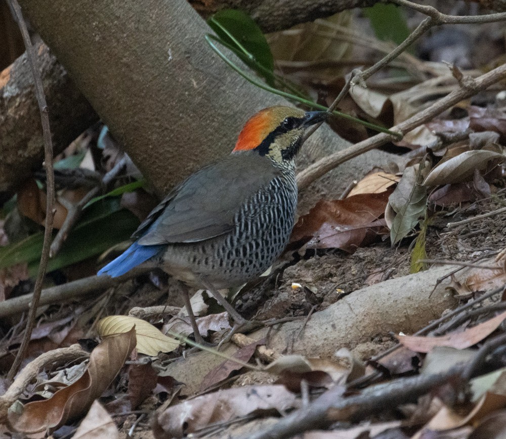 Brève bleue - ML620042724