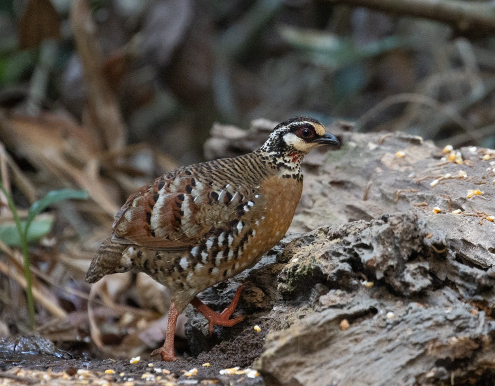 Bar-backed Partridge - Lindy Fung