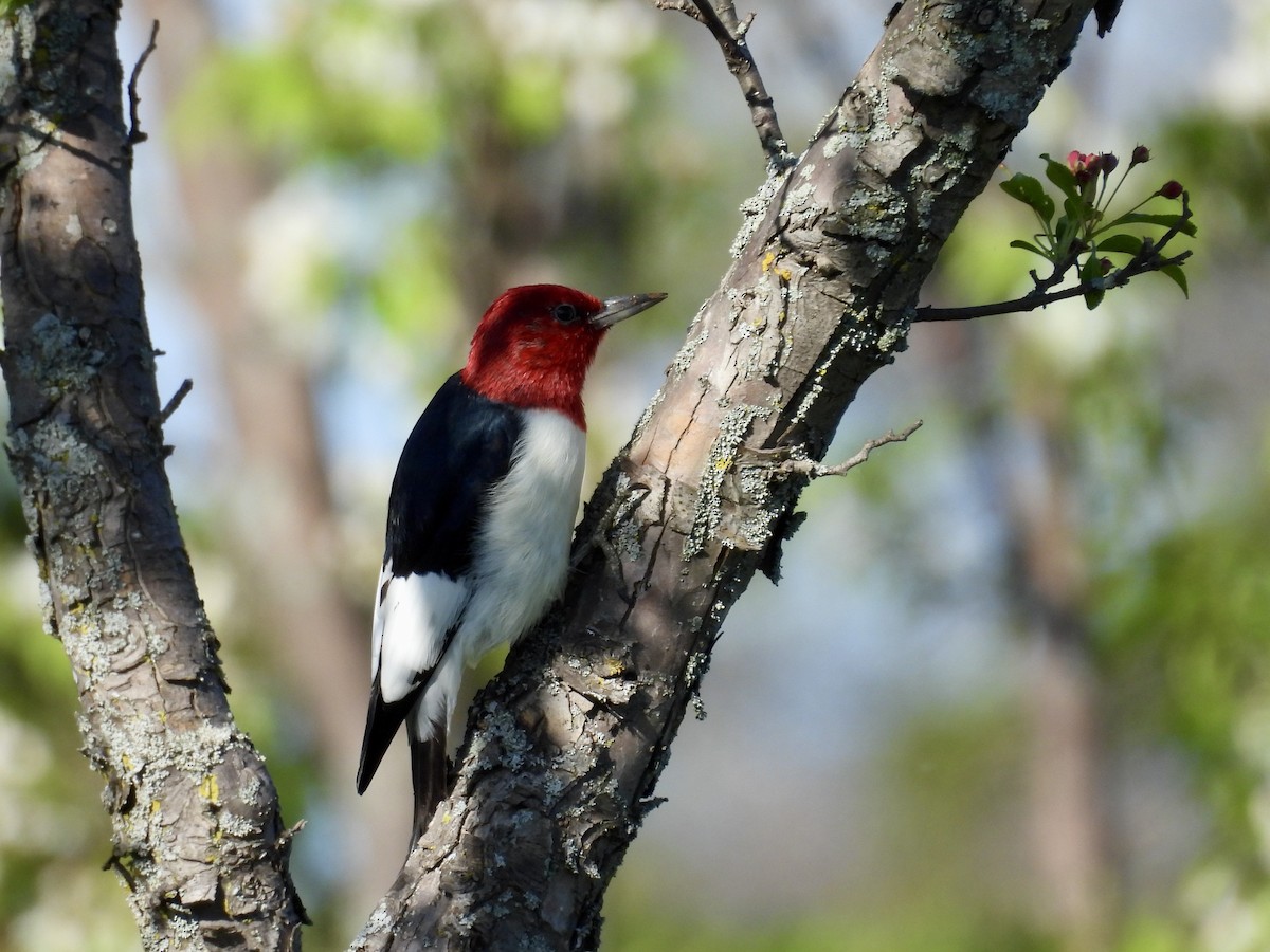 Red-headed Woodpecker - ML620042731